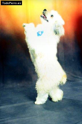 La foto del perro Wicki Foto del perro Wicki