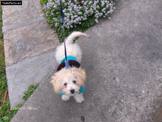 La foto del perro Huesito Foto del perro Huesito