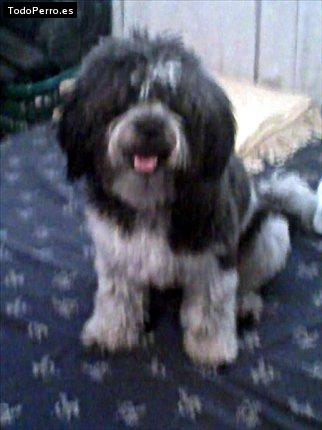 Foto del perro Bossy