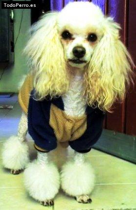 La foto del perro Homero Foto del perro Homero