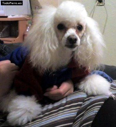 La foto del perro Enrique Foto del perro Enrique