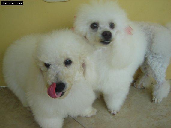 La foto del perro Candy y raffi Foto del perro Candy y raffi