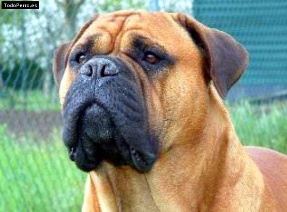 Foto del perro Bongo
