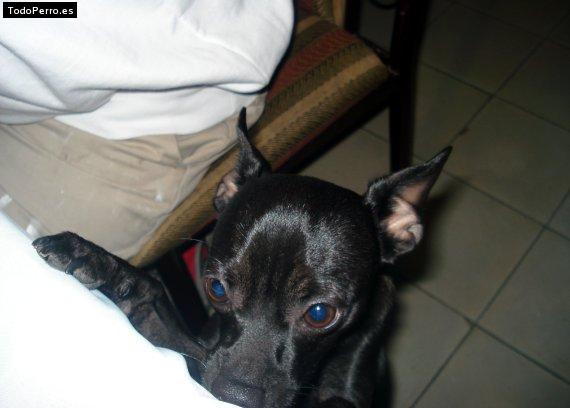 Foto del perro Blaky