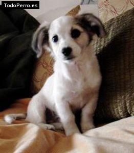 Foto del perro Clarita