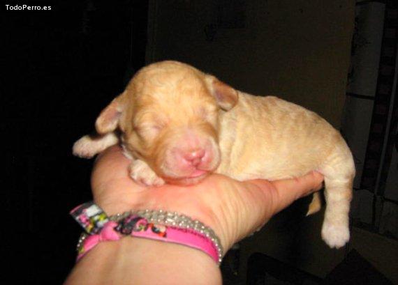 La foto del perro Candy channel bastida Foto del perro Candy channel bastida