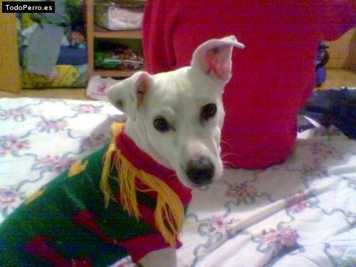 Foto del perro Colette