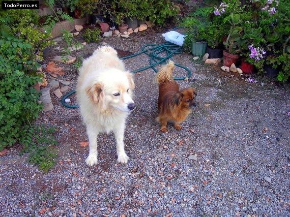 Foto del perro Ali baba y ofelia