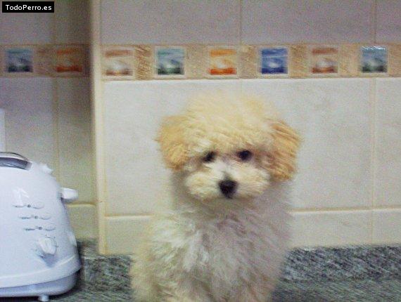 Foto del perro Nacho