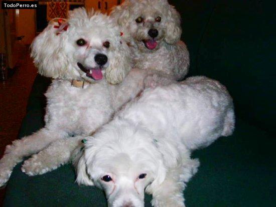 La foto del perro Caramelo, beba y oso Foto del perro Caramelo, beba y oso