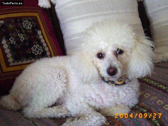 La foto del perro Ura Foto del perro Ura