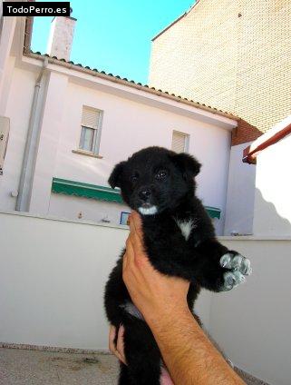 Foto del perro Trasto