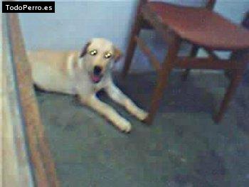 Foto del perro Balto