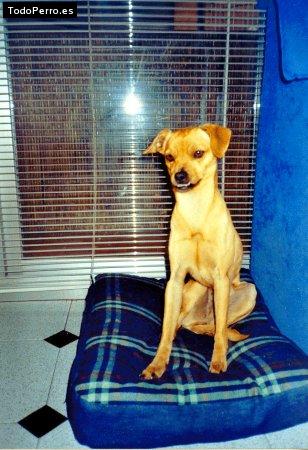 Foto del perro Cora