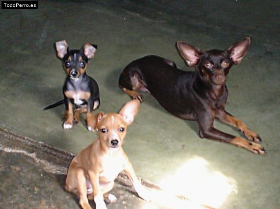 Foto del perro Katrina, leon y choky