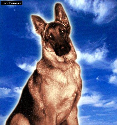 Foto del perro Brako