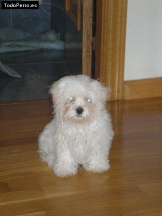 Foto del perro Rufo