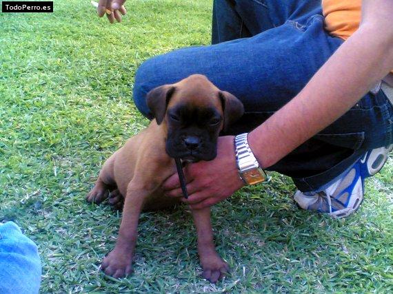 Foto del perro Triana