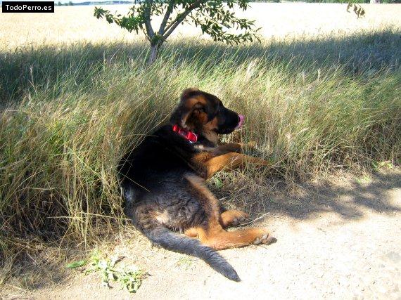 Foto del perro Rex