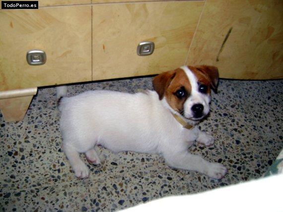 Foto del perro Sammy