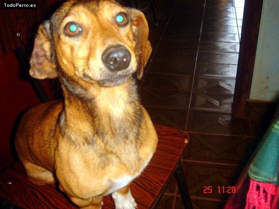 Foto del perro Nico