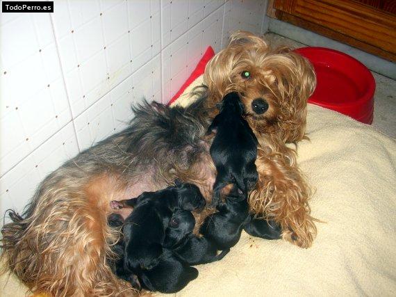 Foto del perro Bonita