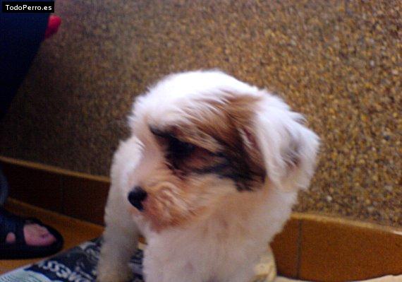 Foto del perro Sputi