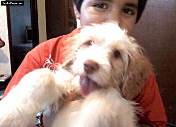 Foto del perro Tommy