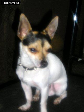 Foto del perro Spiky