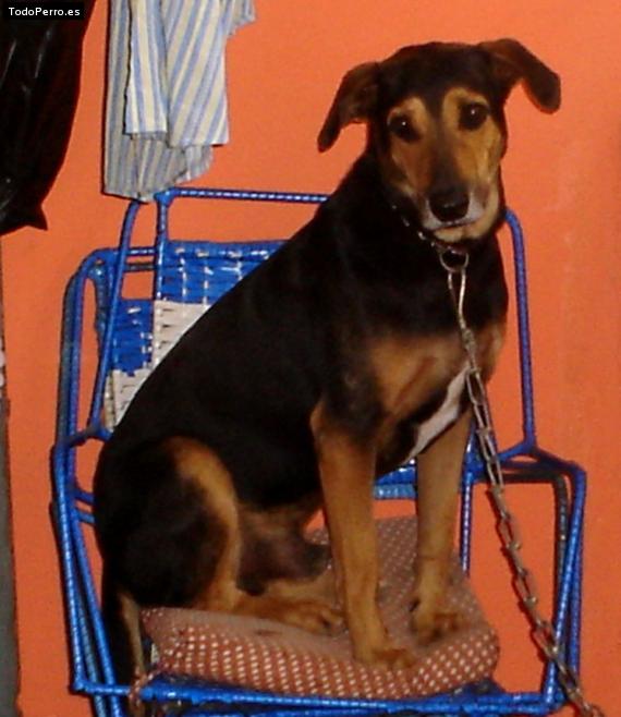 Foto del perro Cielo