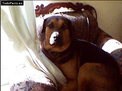 Foto del perro Mike