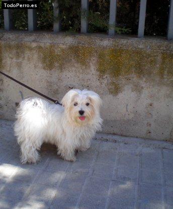 Foto del perro Rufo