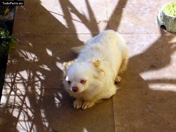 Foto del perro Lupita