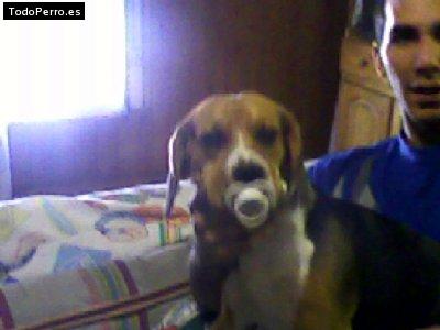 Foto del perro Rocky