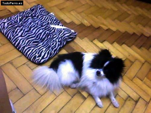Foto del perro Toto