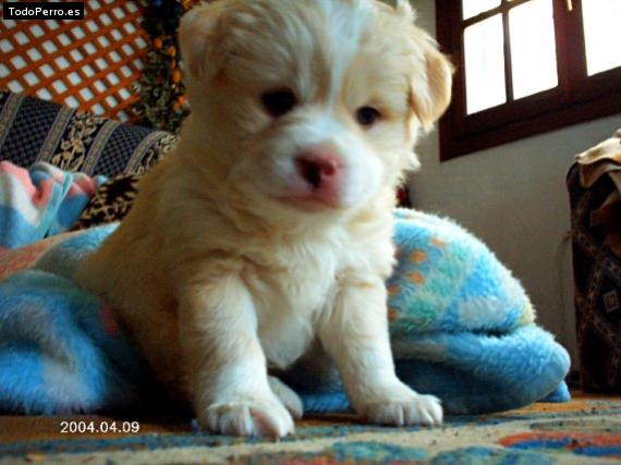 Foto del perro Bicho