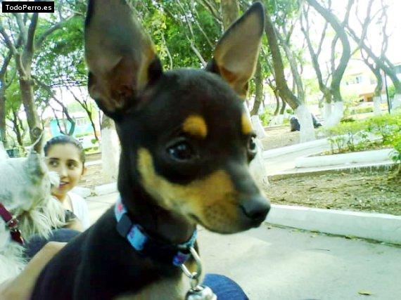 Foto del perro Blaky