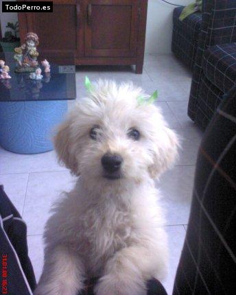 Foto del perro Titila