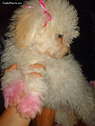 Foto del perro Camila