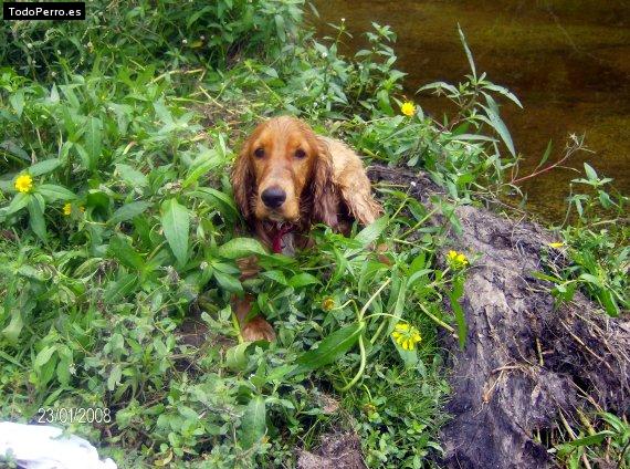 Foto del perro Rocco