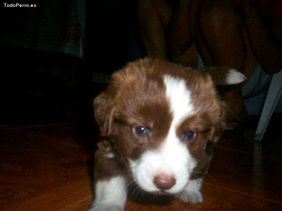 Foto del perro Bethoven