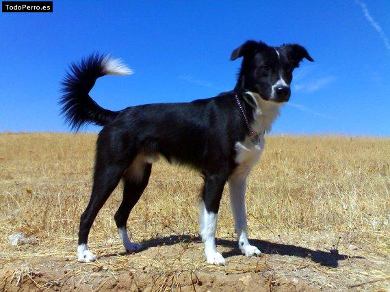 Foto del perro Yako