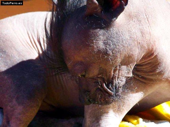 Foto del perro Rasputin