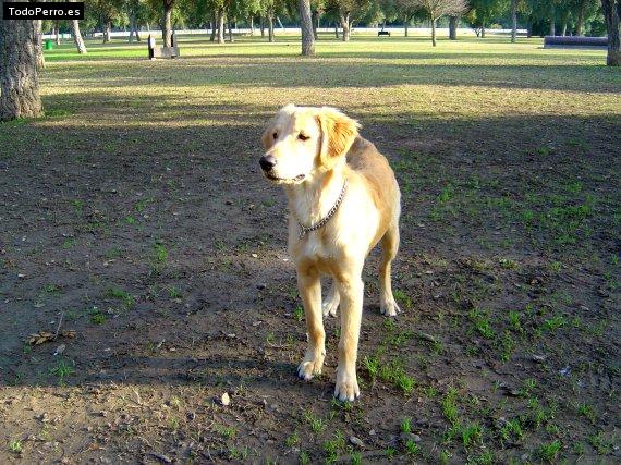 Foto del perro Rayo