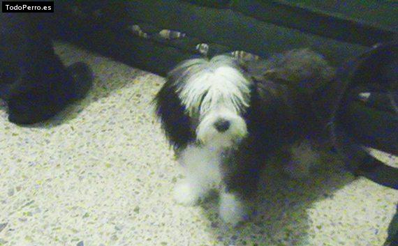 Foto del perro Syndy