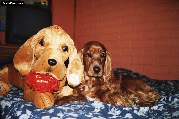 Foto del perro Caluga