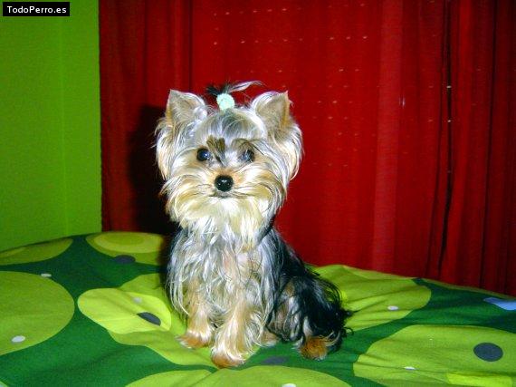Foto del perro Sira