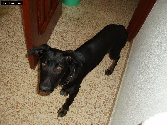Foto del perro Rox