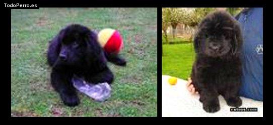 Foto del perro Chesnot