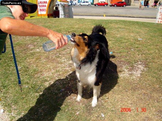 Foto del perro Cleopatra